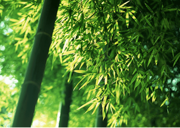 开云手机在线登录